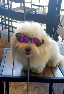 Dog boarding Jupiter, Florida, Palm Beach Gardens, West ...